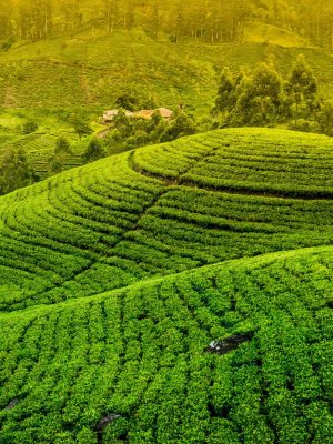 820638-Nuwara-Eliya-Sri-Lanka-Fields-Trees