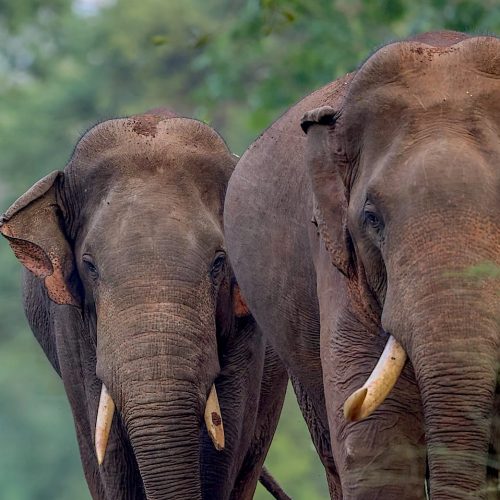 Sahan-Gooneratne-Wildlife-Photograpy