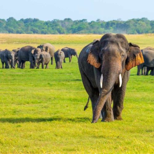 Where-to-See-Sri-Lankan-Elephants